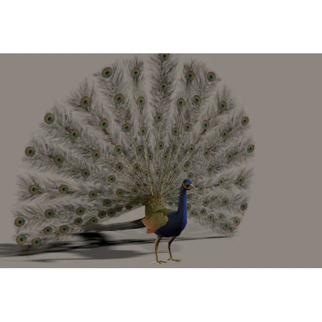 Павлин 3D модель