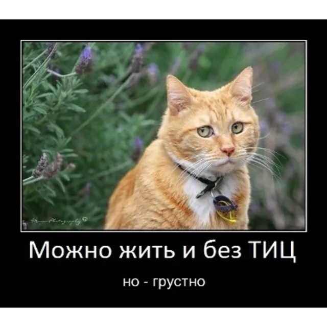 База сайтов для поднятия тИЦ и продвижения