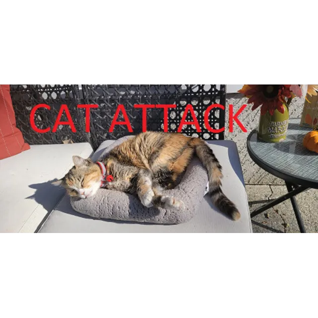 Cat Attack * STEAM РОССИЯ ⚡ АВТОДОСТАВКА 💳0% КАРТЫ