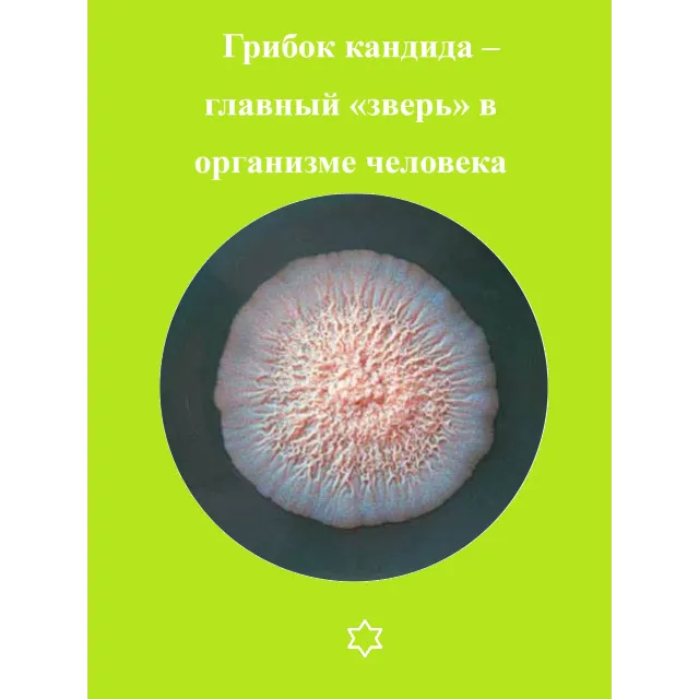 Грибок кандида – главный «зверь» в организме человека