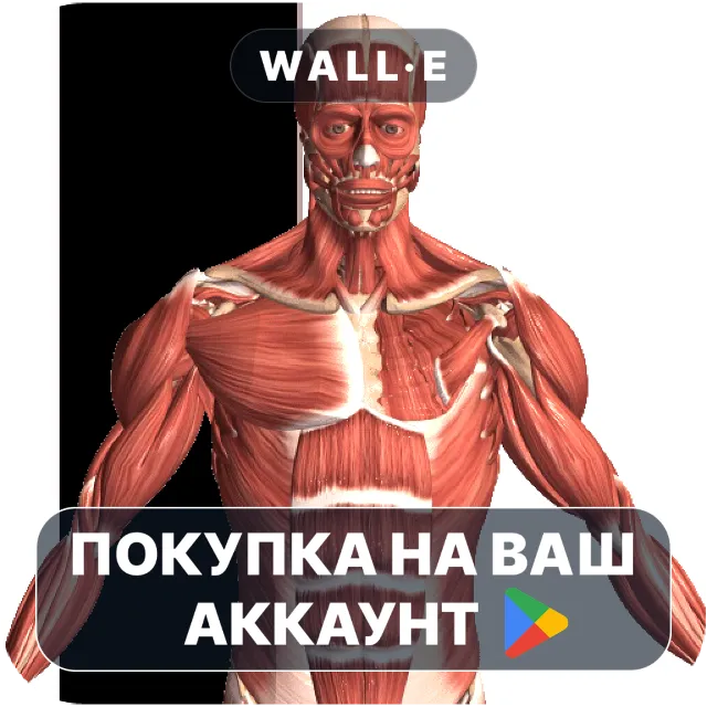 🎮 Visual Anatomy 2 | Google Play ПОКУПКА НА ВАШ АККАУНТ | Android